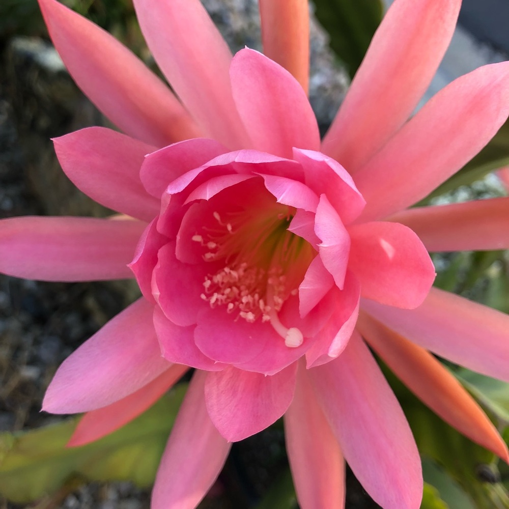 Meet your Posher, Tricia